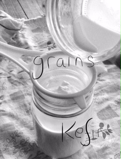 Kefir Grains, create your own regular supply of immune enhancing probiotic drink