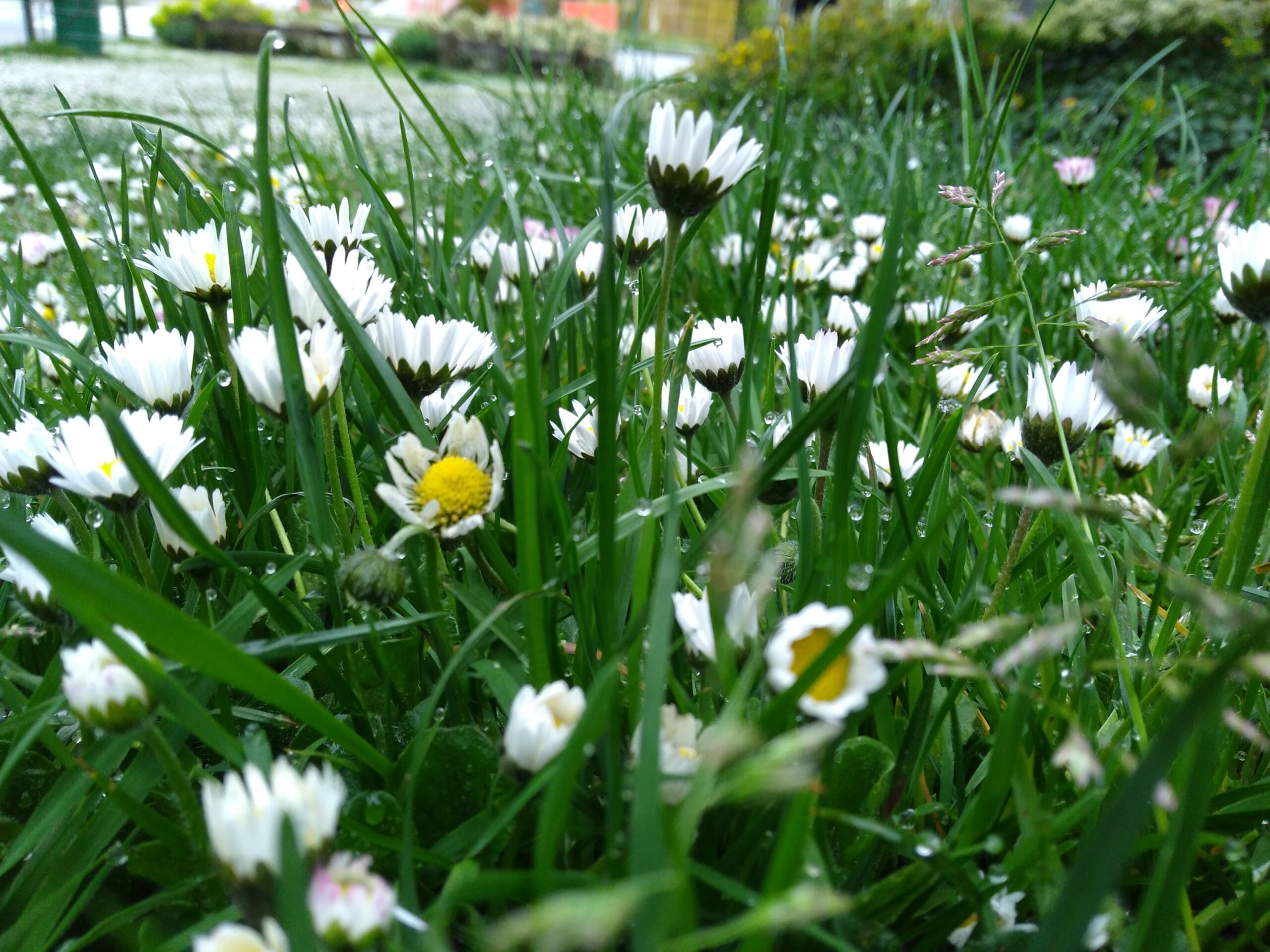 Naturally Linzi - Pause Moments For You takes a whole-life approach