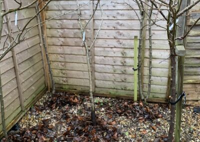 Apple & plum trees ready for Wassail traditional folk blessing of abundance